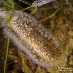 Moostierchen (Ectoprocta), Statoblasten, Tauchen im Straussee, Tauchen in Deutschland