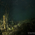 Biberspuren, Kaffenkahnwrack, Tauchen im Werbellinsee, Tauchen in Brandenburg