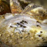 Eier, Teichmuschel, Tauchen im Kalksee, Tauchen in Breandenburg