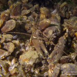 Flusskrebs, Tauchen im Kalksee, Tauchen in Breandenburg