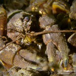 Flusskrebs, Tauchen im Kalksee, Tauchen in Breandenburg