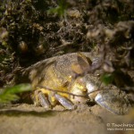 Flusskrebs, Tauchen im Kalksee, Tauchen in Breandenburg