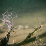 Süßwasserpolyp, Tauchen im Kalksee, Tauchen in Breandenburg