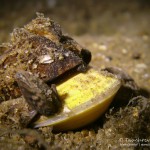 Körbchenmuschel, Tauchen im Kalksee, Tauchen in Breandenburg