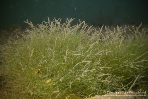 2015_12_22_Kalksee_PICT0102