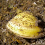 Körbchenmuschel, Tauchen im Kalksee, Tauchen in Breandenburg