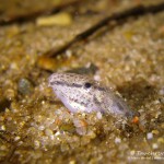 Lebensraum Sand, Steinbeißer (Cobitis taenia), Dorngrundel, Tauchen im Kalksee, Tauchen in Brandenburg