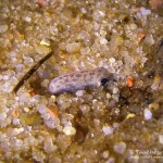 Lebensraum Sand, Steinbeißer (Cobitis taenia), Dorngrundel, Tauchen im Kalksee, Tauchen in Brandenburg