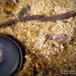 Größenvergleich, Steinbeißer (Cobitis taenia), Dorngrundel, Tauchen im Kalksee, Tauchen in Brandenburg