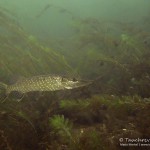 Hecht, Esox esox, Tauchen im Straussee, Tauchen in Brandenburg