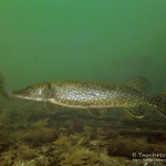 Hecht, Esox esox, Tauchen im Straussee, Tauchen in Brandenburg