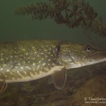 Hecht, Esox esox, Tauchen im Straussee, Tauchen in Brandenburg