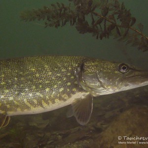 Hecht, Esox esox