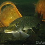 Hecht, Esox esox, Tauchen im Straussee, Tauchen in Brandenburg