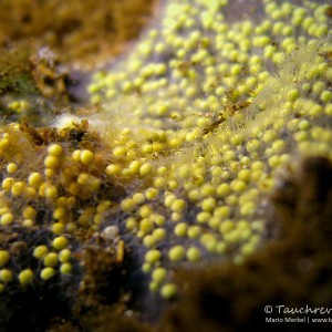 Winterknospen, Gemmulae