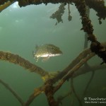 Hecht, Esox esox, Tauchen im Straussee, Tauchen in Brandenburg