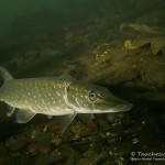 Hecht, Esox esox, Tauchen im Straussee, Tauchen in Brandenburg