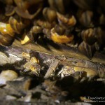 Flusskrebs, Tauchen im Werbellinsee, Tauchen in Brandenburg