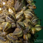 Muschelkolonie, Tauchen im Werbellinsee, Tauchen in Brandenburg