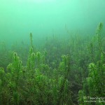 Wasserpest, Tauchen im Werbellinsee, Tauchen in Brandenburg