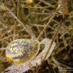 Ohrschlammschnecke, Tauchen im Werbellinsee, Tauchen in Brandenburg