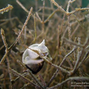 Ohrschlammschnecke