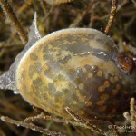 Ohrschlammschnecke, Tauchen im Werbellinsee, Tauchen in Brandenburg