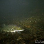 Hecht, Esox, Silvestertauchen, Tauchen im Straussee, Tauchen in Brandenburg