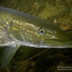 Hecht, esox, Silvestertauchen, Tauchen im Straussee, Tauchen in Brandenburg