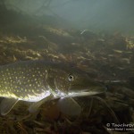 Hecht, Esox, Silvestertauchen, Tauchen im Straussee, Tauchen in Brandenburg