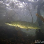 Hecht, esox, Silvestertauchen, Tauchen im Straussee, Tauchen in Brandenburg