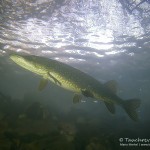 Hecht, Esox, Silvestertauchen, Tauchen im Straussee, Tauchen in Brandenburg