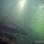 Hecht, Esox, Silvestertauchen, Tauchen im Straussee, Tauchen in Brandenburg