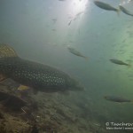 Hecht, Esox, Silvestertauchen, Tauchen im Straussee, Tauchen in Brandenburg