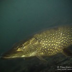 Hecht, Esox, Silvestertauchen, Tauchen im Straussee, Tauchen in Brandenburg