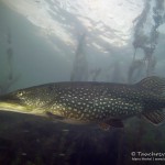 Hecht, Esox, Silvestertauchen, Tauchen im Straussee, Tauchen in Brandenburg