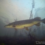 Hecht, Esox, Silvestertauchen, Tauchen im Straussee, Tauchen in Brandenburg