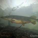 Hecht, Esox, Silvestertauchen, Tauchen im Straussee, Tauchen in Brandenburg