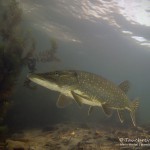 Hecht, Esox, Silvestertauchen, Tauchen im Straussee, Tauchen in Brandenburg