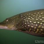 Hecht, Esox, Silvestertauchen, Tauchen im Straussee, Tauchen in Brandenburg