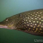 Hecht, Esox, Silvestertauchen, Tauchen im Straussee, Tauchen in Brandenburg