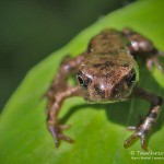 Erdkröte, Jungtier, Erdkröte (Bufo bufo)