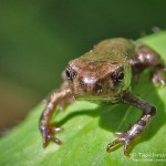 Erdkröte, Jungtier, Erdkröte (Bufo bufo)