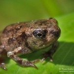 Erdkröte, Jungtier, Erdkröte (Bufo bufo)