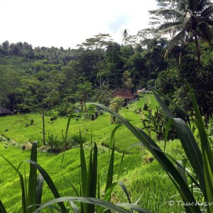 Bali, Alam Batu