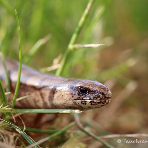 Blindschleiche (Anguis fragilis)