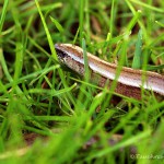 Blindschleiche (Anguis fragilis)