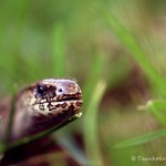 Blindschleiche (Anguis fragilis)