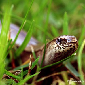 Blindschleiche (Anguis fragilis)