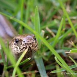 Blindschleiche (Anguis fragilis)